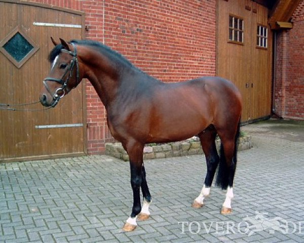 stallion Orchard Liberté (Nederlands Welsh Ridepony, 2005, from Aester El Nino)