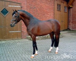 stallion Orchard Liberté (Nederlands Welsh Ridepony, 2005, from Aester El Nino)