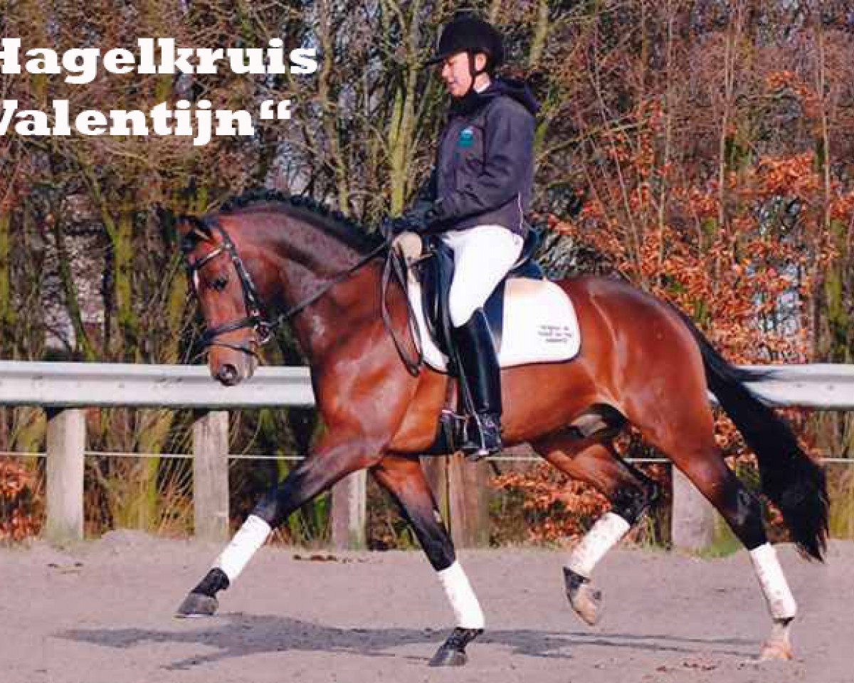 Deckhengst Hagelkruis Valentijn (Nederlands Welsh Ridepony, 2002, von Leuns Veld's Lord)