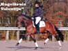 stallion Hagelkruis Valentijn (Nederlands Welsh Ridepony, 2002, from Leuns Veld's Lord)