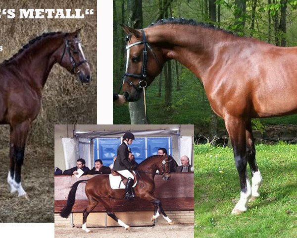stallion De Goede Ree's Metall (Nederlands Welsh Ridepony, 2004, from Aester El Nino)