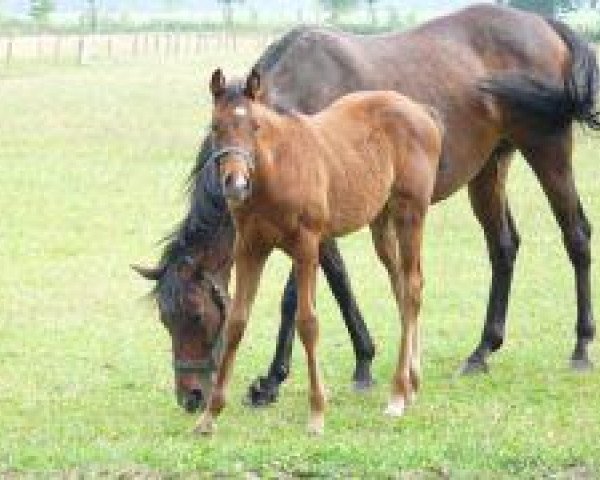 horse Arlett (Thoroughbred, 2012, from Prince Flori)