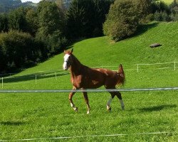 dressage horse San Clemente L (Austrian Warmblood,  , from Scolari)