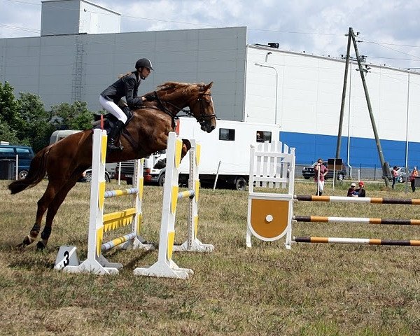 Springpferd Durania van't Lozerhof (Belgisches Warmblut, 2003, von President)