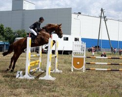 jumper Durania van't Lozerhof (Belgian Warmblood, 2003, from President)