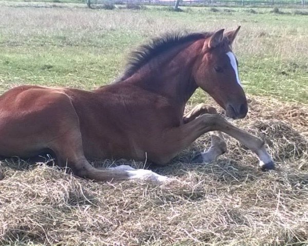 horse Nimah (Arab half breed / Partbred, 2014, from Hattal Ibn Hallim ox)