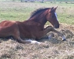 horse Nimah (Arabisches Halbblut / Partbred, 2014, from Hattal Ibn Hallim ox)