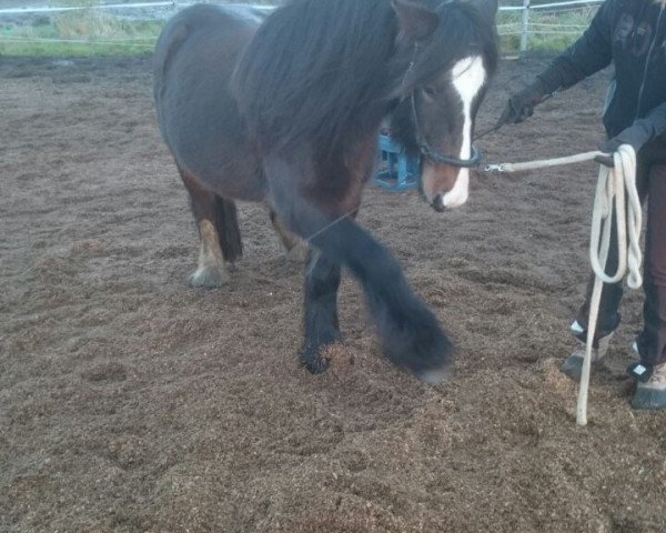 horse Monty 543 (Tinker / Irish Cob / Gypsy Vanner, 2011)