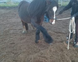 Pferd Monty 543 (Tinker / Irish Cob / Gypsy Vanner, 2011)