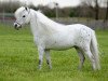 stallion NFC Egyptian King Special Effort (Nederlands Mini Paarden, 1990, from Hemlock Brooks Egyptian King)