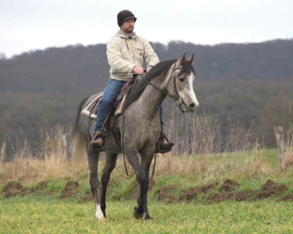 horse Sefren (Arabian thoroughbred, 2011, from Om El Shahmaan ox)