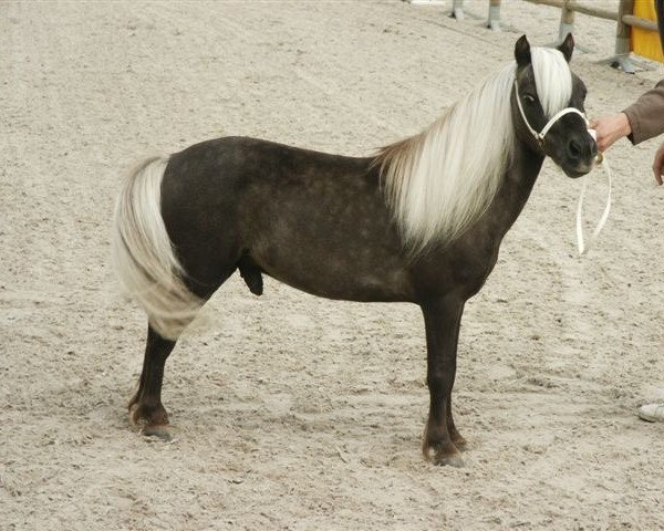 Deckhengst Rabbit Hutch Ranch Charro Star (American Miniature Horse, 1993, von Flying W Farms Charro of Arenosa)