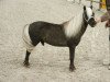 stallion Rabbit Hutch Ranch Charro Star (American Miniature Horse, 1993, from Flying W Farms Charro of Arenosa)