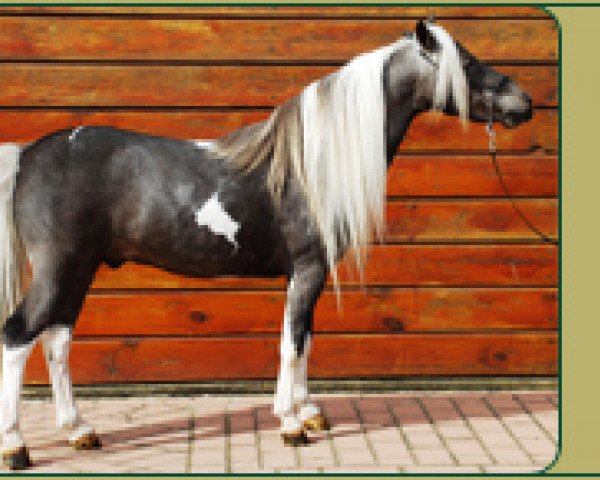 stallion Star's Toetanchamon (Nederlands Mini Paarden, 2003, from Rabbit Hutch Ranch Charro Star)