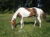 broodmare Conny (Paint Horse, 2010)