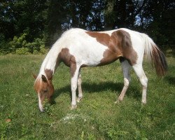 broodmare Conny (Paint Horse, 2010)