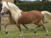 stallion Master (Haflinger, 1998, from Maestro)