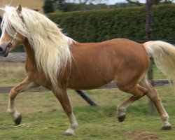 Deckhengst Master (Haflinger, 1998, von Maestro)