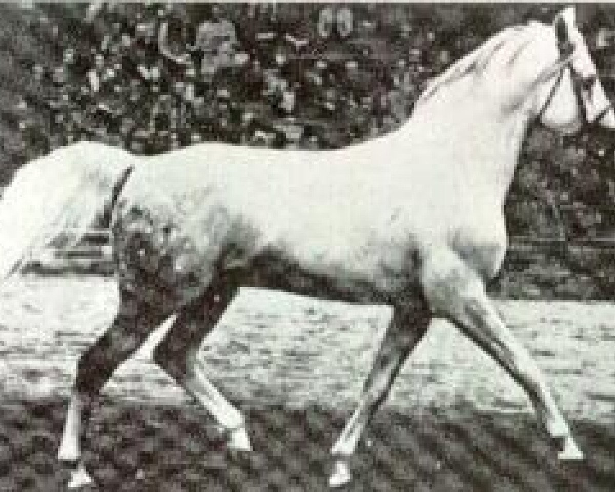 Deckhengst Neptun 1962 ox (Vollblutaraber, 1962, von Pomeranets 1952 ox)