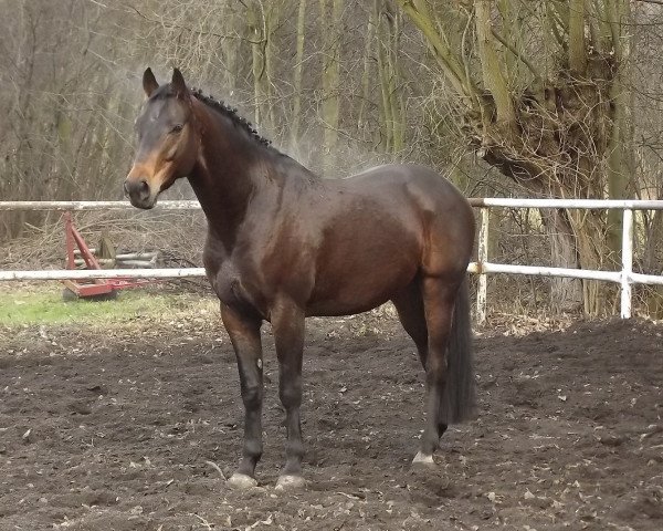 Pferd Inblanco B.S. (Polnisches Warmblut, 2007, von Dzahil)