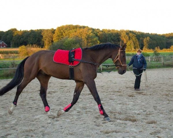 dressage horse Charly (Hanoverian, 2009, from Christ)