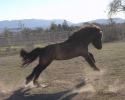 stallion Hrafn frá Garðabæ (Iceland Horse, 1994, from Orri frá Þúfu i Landeyjum)