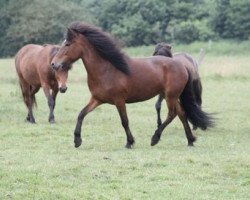 broodmare Fluga vom Kleckerwald (Iceland Horse, 2003, from Hrafn frá Garðabæ)