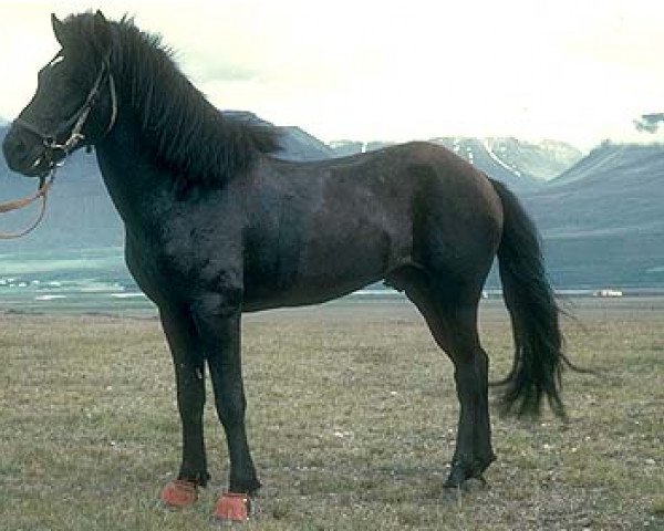 stallion Hrafn frá Holtsmúla (Iceland Horse, 1968, from Snæfaxi frá Páfastöðum)