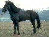 stallion Hrafn frá Holtsmúla (Iceland Horse, 1968, from Snæfaxi frá Páfastöðum)