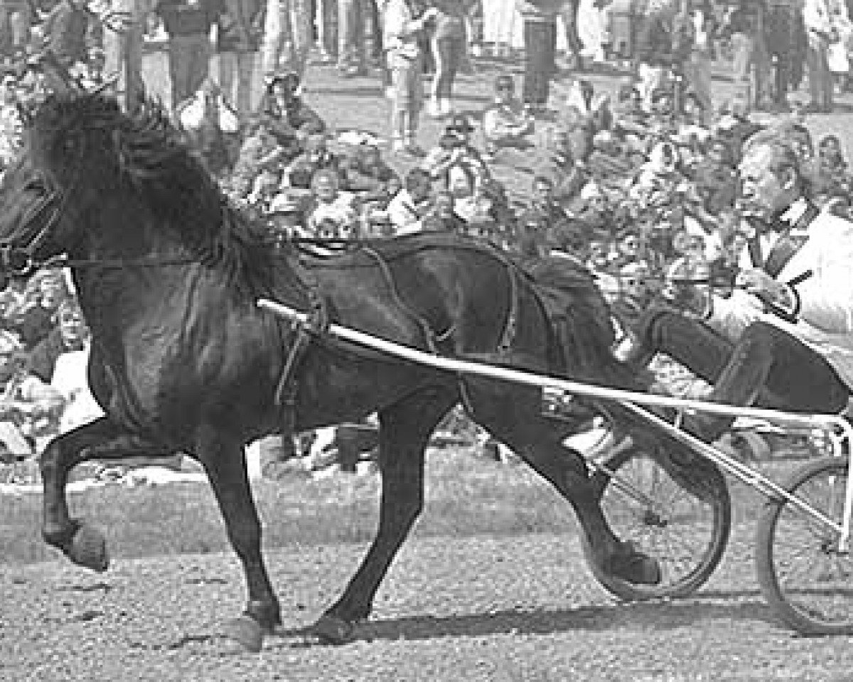 stallion Garður frá Litla-Garði (Iceland Horse, 1980, from Hrafn frá Holtsmúla)