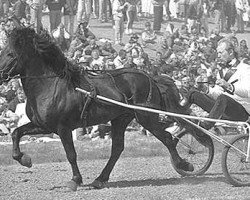 stallion Garður frá Litla-Garði (Iceland Horse, 1980, from Hrafn frá Holtsmúla)