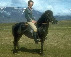 broodmare Lyfting frá Flugumýri (Iceland Horse, 1973, from Sörli frá Sauðárkróki)