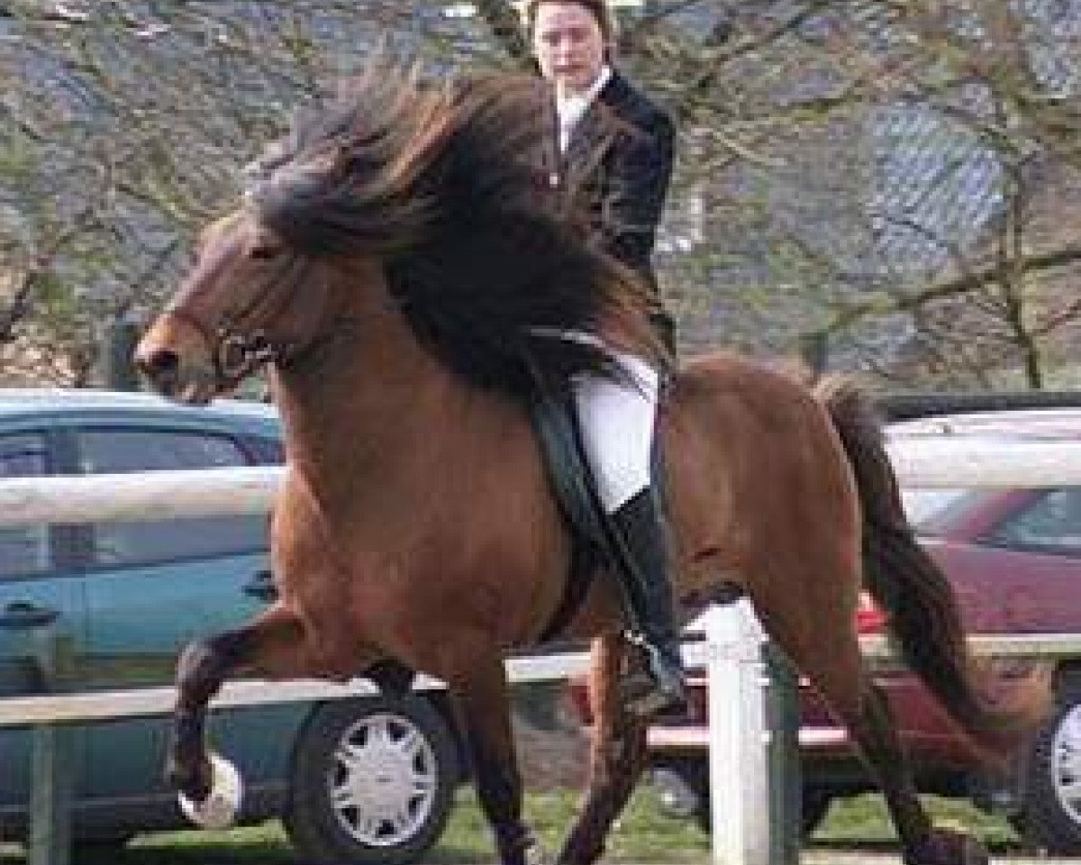 stallion Glaður frá Hólabaki (Iceland Horse, 1991, from Garður frá Litla-Garði)