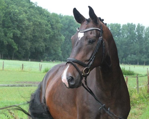 dressage horse Stanley (Rhinelander, 2010, from Stedinger)