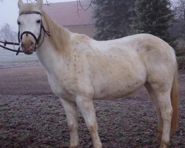 horse Alaska (German Riding Pony, 1999)