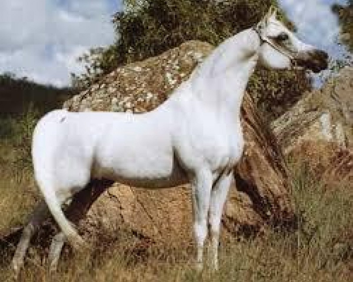 stallion Anaza El Nizr ox (Arabian purebred, 1987, from Ruminaja Ali 1976 ox)