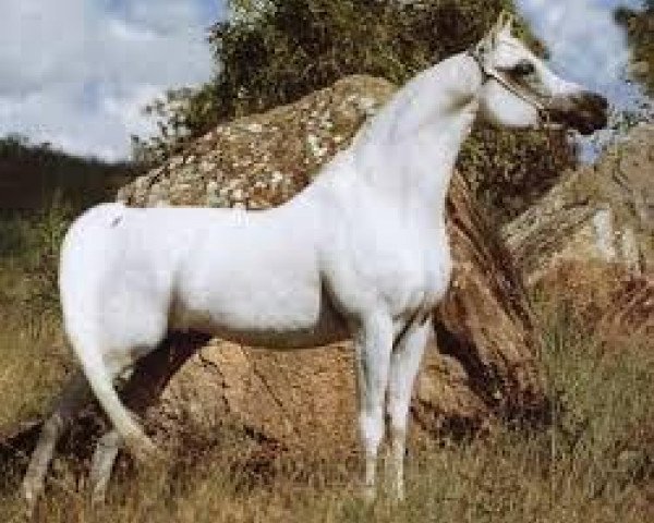 stallion Anaza El Nizr ox (Arabian thoroughbred, 1987, from Ruminaja Ali 1976 ox)