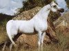 stallion Anaza El Nizr ox (Arabian thoroughbred, 1987, from Ruminaja Ali 1976 ox)