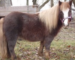 horse Anja (Shetland Pony, 2003)