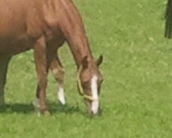 broodmare Wembley (Rhinelander, 1995, from Wyoming)