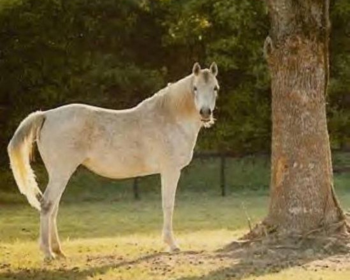 broodmare Ansata Bint Sudan ox (Arabian purebred, 1973, from Ansata Ibn Sudan ox)