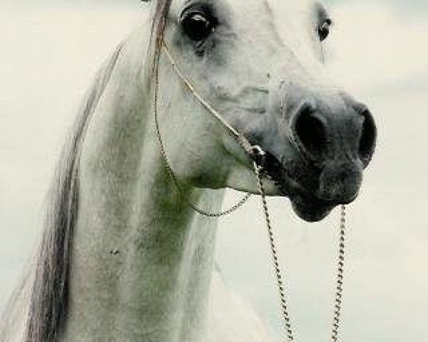 stallion Ansata Amir Zaman EAO (Arabian thoroughbred, 1984, from Ansata Shah Zaman 1968 ox)