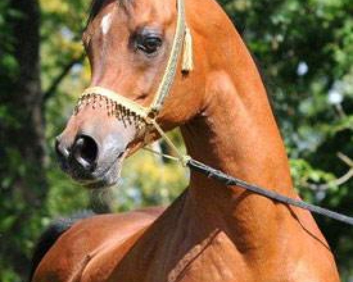 stallion Mulayh Ibn Maareesa EAO (Arabian purebred, 1995, from Ansata Amir Zaman EAO)