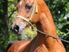 stallion Mulayh Ibn Maareesa EAO (Arabian thoroughbred, 1995, from Ansata Amir Zaman EAO)