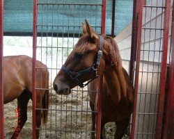 horse Tennessy (Rhinelander, 2009, from Tinka's Boy)