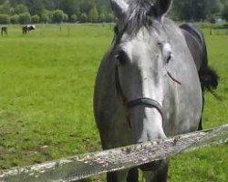 broodmare Goldina (Rhinelander, 2001, from Gajus)