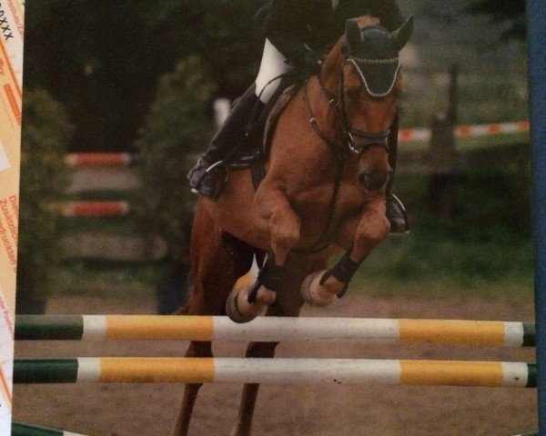 horse Ferramo ZB (Rhinelander, 2002, from Feuerblick)