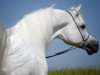 stallion CH El Brillo ox (Arabian thoroughbred, 1985, from El Shaklan 1975 ox)