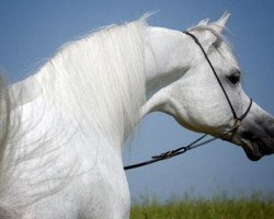 stallion CH El Brillo ox (Arabian thoroughbred, 1985, from El Shaklan 1975 ox)