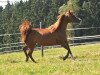 broodmare Jana El Bri ox (Arabian thoroughbred, 2000, from CH El Brillo ox)